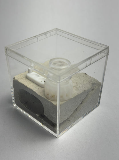 Small Formicarium