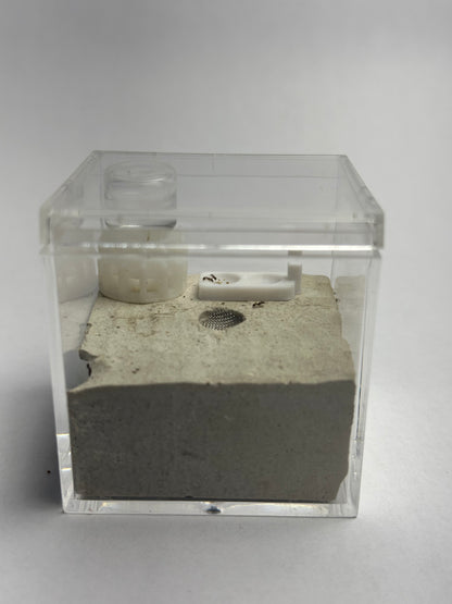 Small Formicarium