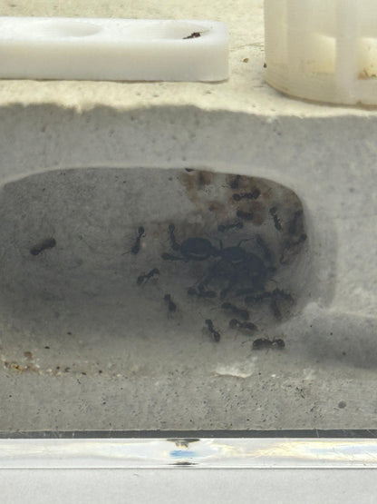 Small Formicarium