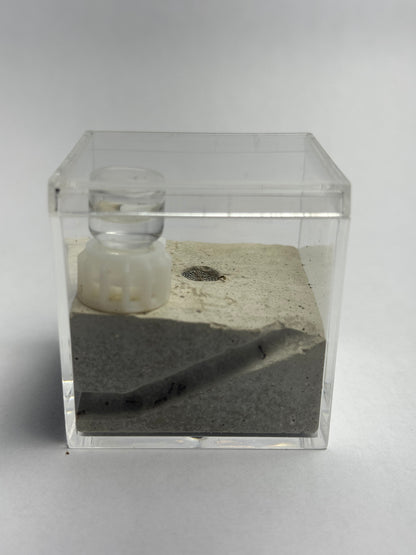 Small Formicarium