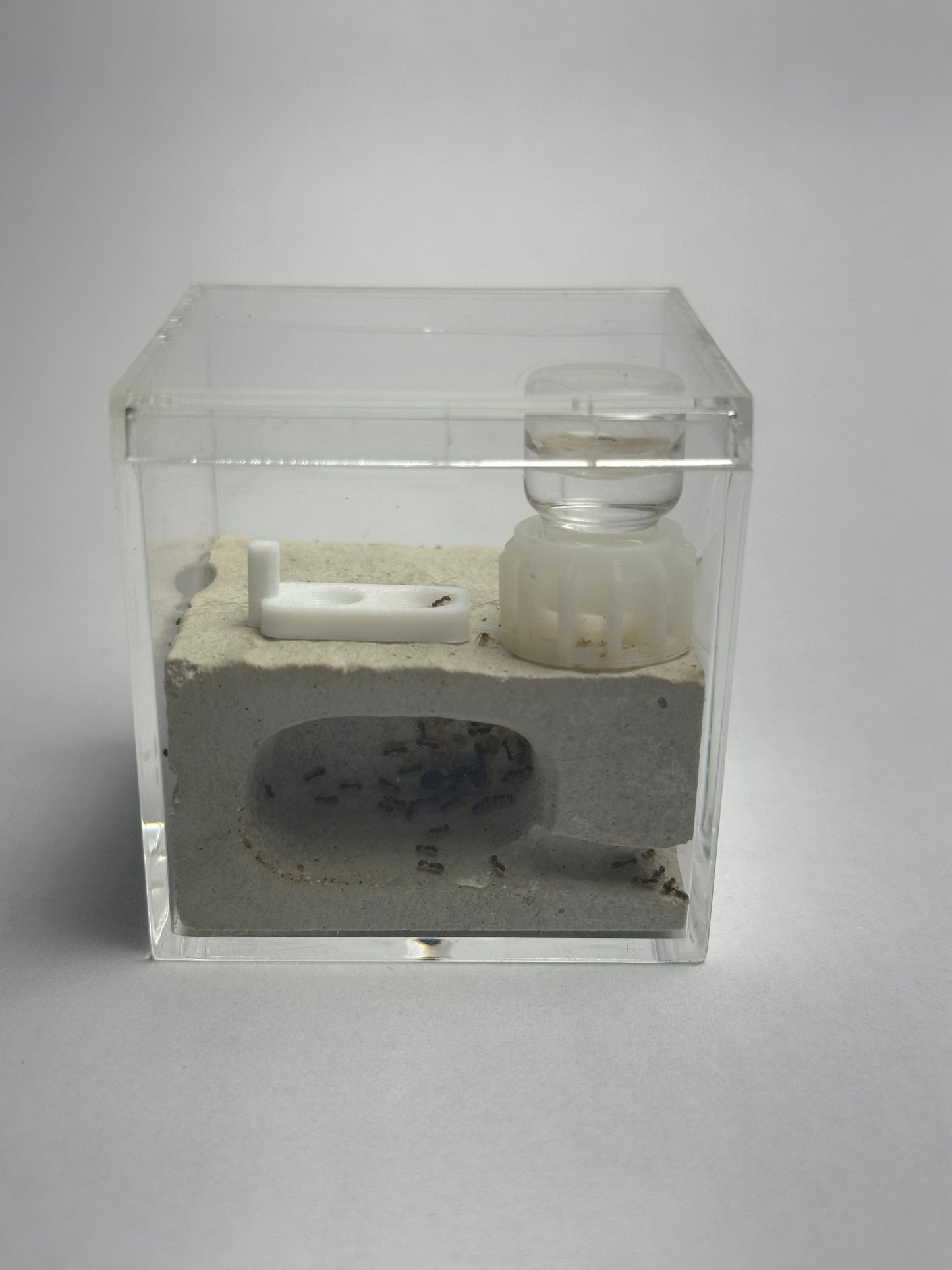 Small Formicarium