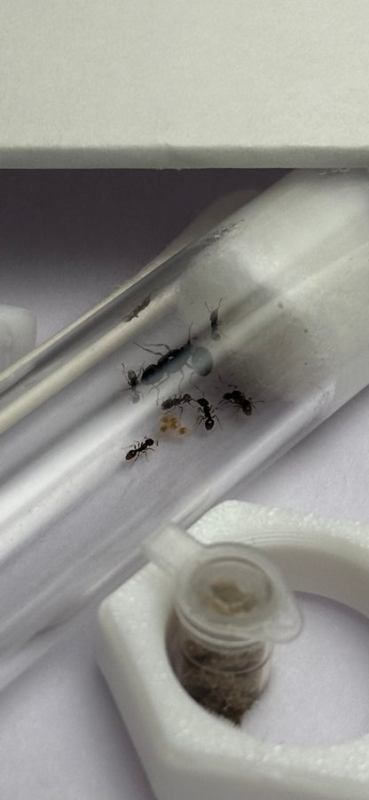 Starter Queen Ant