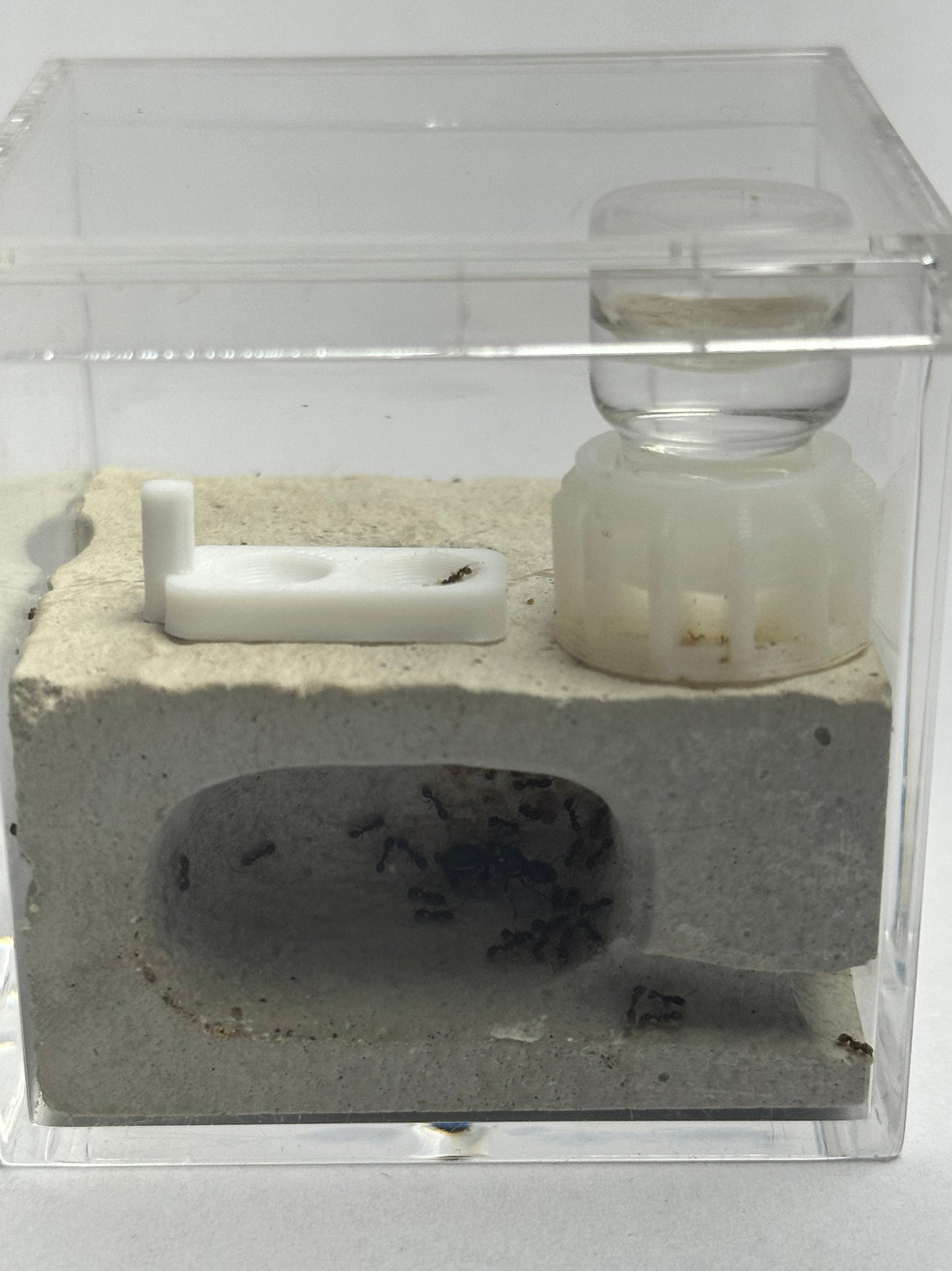 Small Formicarium